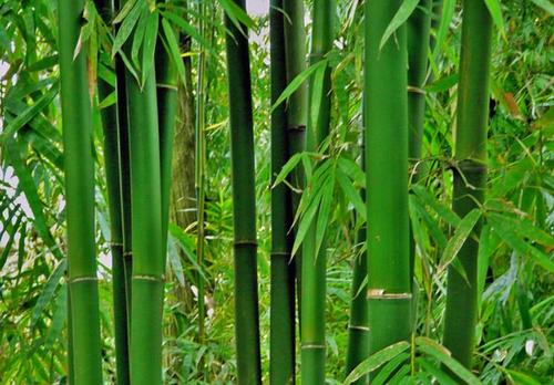 形容竹子坚贞不屈的诗句 关于形容竹子的词语