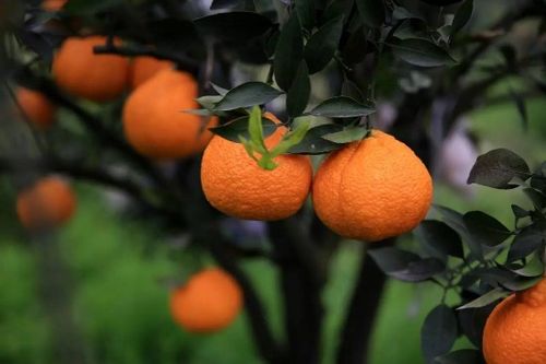 关于形容橘子大丰收的诗句合集(通用) 关于形容橘子的句子
