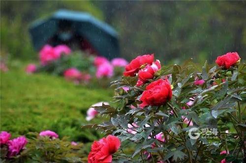 关于下雨鲜花的诗句合集(精选) 下雨鲜花图片