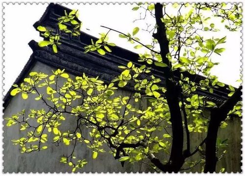 关于《窗前的树》优美句子大全 窗前的树是一篇优美的什么