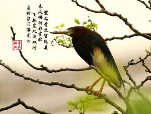 关于含鸟的诗句古诗词合集(通用) 两句含鸟的诗句有哪些