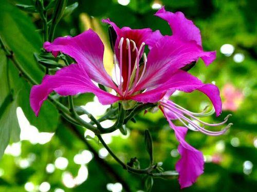关于形容紫荆花精神的诗句合集(精选) 怎样形容紫荆花的美