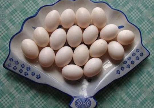 鸽子蛋营养 鸽子营养价值比鸡高吗
