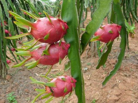 火龙果是仙人掌的果实 火龙果的功效与作用及禁忌