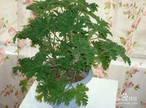 香叶天竺葵6种养殖方法