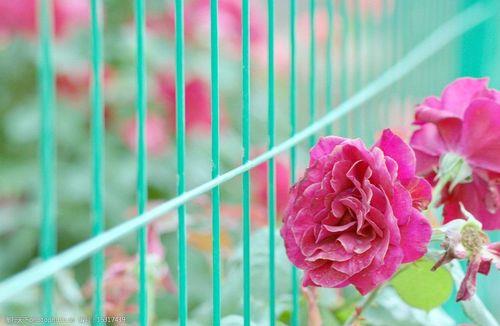 篱笆玫瑰的诗句