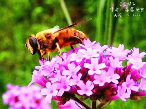 关于形容花香蜜蜂来的诗句合集(优选) 闻到了花香怎么形容