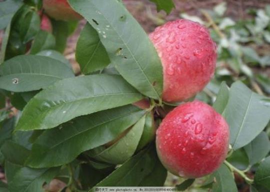 关于形容桃子甜的优美句子大全 秋天的桃子怎么形容
