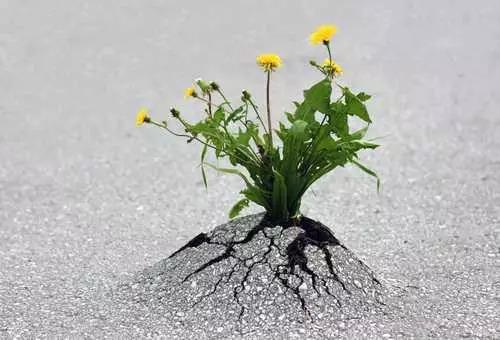 关于植物生命顽强的诗句合集(优选) 关于植物生命力顽强的诗句