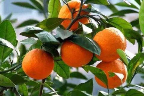 关于写橘子的诗句合集(通用) 描写秋天橘子的诗句