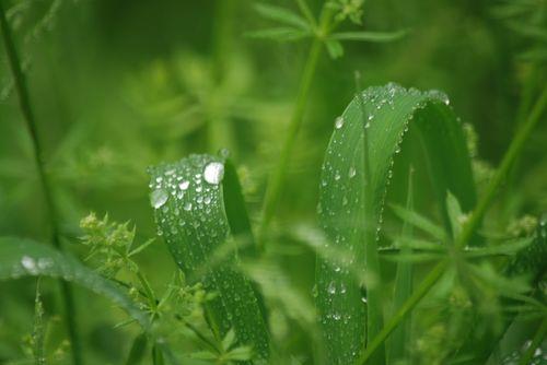 关于形容雨后新绿的诗句合集(通用) 形容新绿的诗词