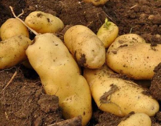 家庭长久储存土豆方法有哪些