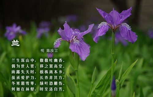 关于花草的诗句及品质合集(通用) 关于花草诗句有哪些