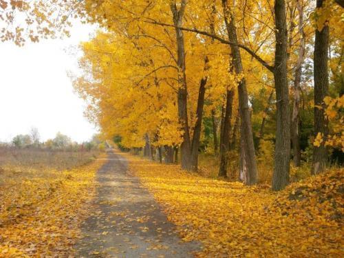 关于秋天的落叶的优美句子大全 关于秋天落叶的诗句唯美