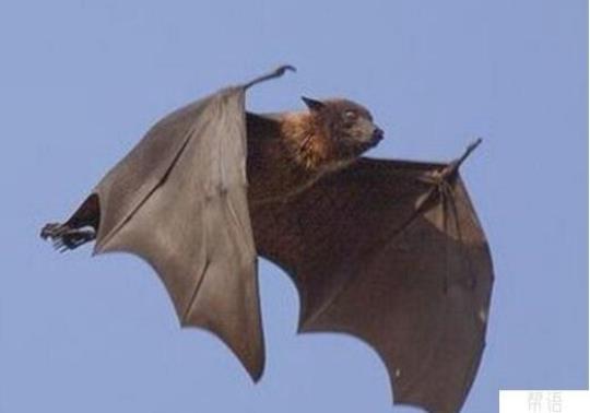关于蝙蝠的祝福诗句合集(实用) 关于蝙蝠祝福语