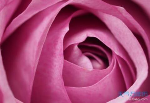 关于玫瑰花的浪漫诗句合集(优选) 玫瑰花送谁都浪漫什么意思