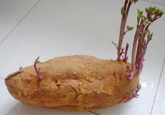 已经发芽的红薯能吃吗