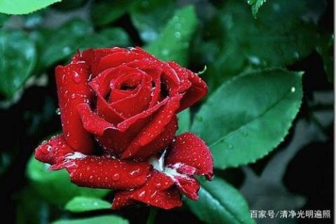 关于玫瑰的诗句加译文合集(精选) 关于玫瑰诗句的情诗