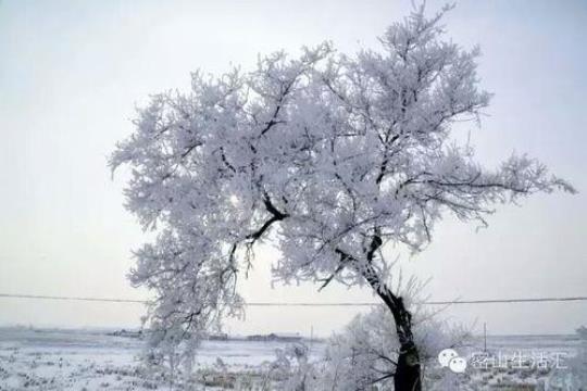关于树挂的好诗句合集(实用) 赞美冬天树挂的诗句