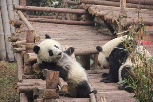 重庆大熊猫基地旅游攻略