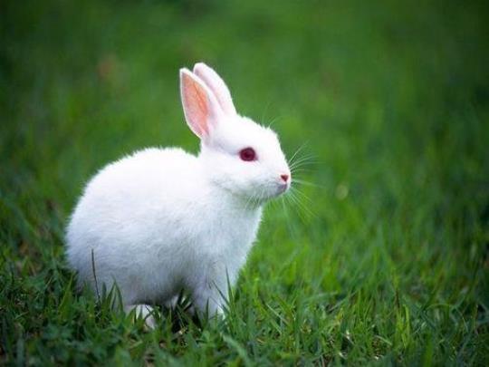 兔子的习性有哪些特点？