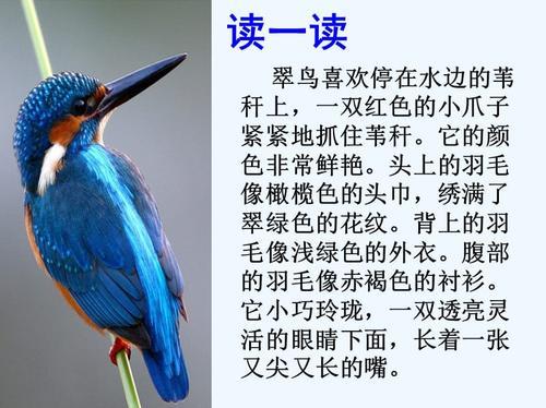 关于描写翠鸟的优美句子50字左右大全 关于描写翠鸟的诗