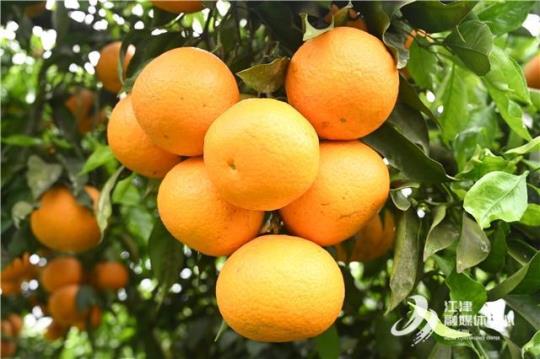 石门柑橘一种口感独特的柑橘水果