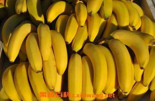 金香蕉的功效与食用方法介绍