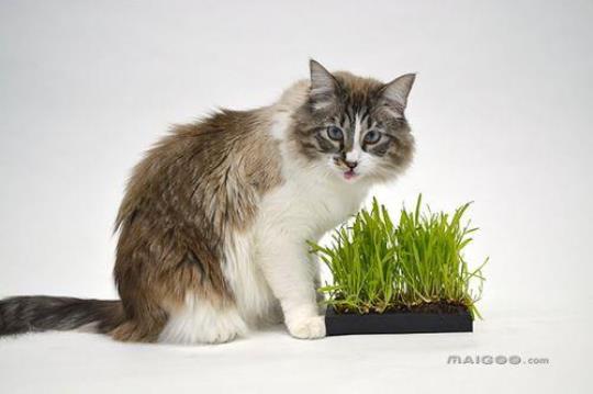 西伯利亚猫的特点和饲养方法