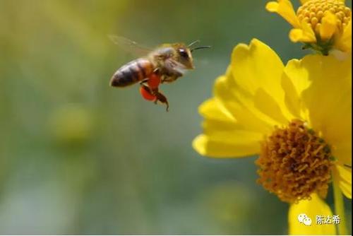 关于把蜜蜂比喻成清洁工的句子20个字大全 关于蜜蜂比喻人的作文500字