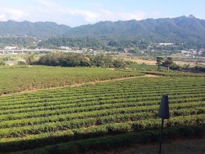 铜锣茶厂