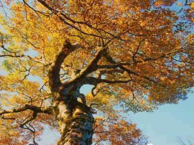Taiwan Beech National Trail