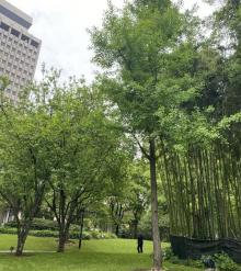 延中广场公园春之园3