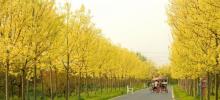 花开海上生态园5