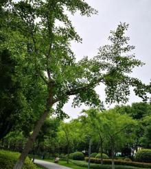 黎安公园19