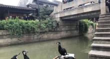 枫泾古镇16