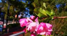 花木公园1