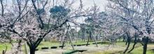 地心部落MINE FARM20