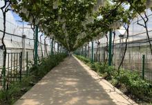 马陆葡萄主题公园10