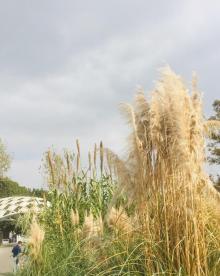 同里国家湿地公园37