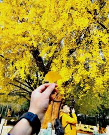 古银杏树公园9