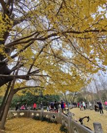 古银杏树公园12
