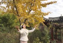 古银杏树公园15