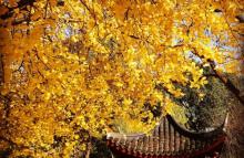 古银杏树公园20