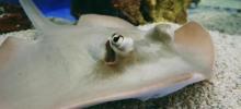 上海海洋水族馆中国展区2