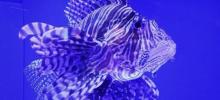 上海海洋水族馆中国展区1