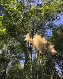 康桥生态园-沔青绿地38