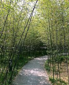 亩中山水园21