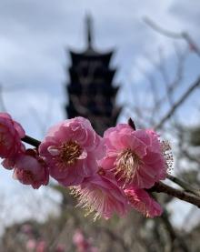 方塔园14