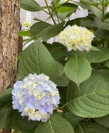 老白渡滨江绿地10